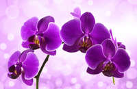 Orchid-full-hd