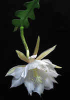 Epiphyllum_anguliger1emma_lindahl