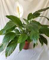 Spathiphyllum_-_peace_lily_crop
