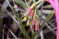 Billbergia_nutans_-_queens_tears_friendship_plant_photo_by_david_j._stang___cc_by-sa_(https-__creativecommons.org_licenses_by-sa_4.0)