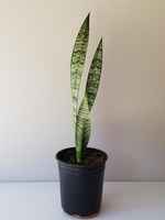 Sansevieria_zeylanica_-_ceylon_bowstring_hemp__snake_plant