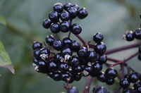 Black-elderberry
