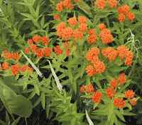 Asclepias_tuberosa_butterfly_milkweed_(3194738925)_frank_mayfield_from_chicago_area__usa___cc_by-sa_(https-__creativecommons.org_licenses_by-sa_2.0)