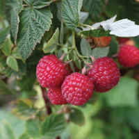 Raspberry_nova_fruit_nrfj
