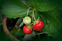 Strawberry-plant_pot_det