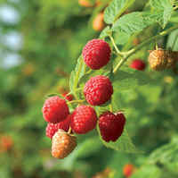 Rubus_raspberry_prelude_nrfj