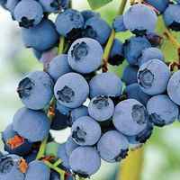 Brightwell-rabbiteye-blueberry-seeds-good-for-baking-and-fresh-eating_1000x