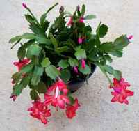 Christmas_cactus_red_pink_5