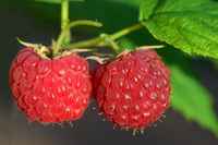 Raspberries_det_rf