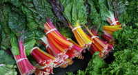 Swiss_chard_rainbow_rf_credit-_alex_from_ithaca__ny__cc_by_2.0__https-__creativecommons.org_licenses_by_2.0___via_wikimedia_commons